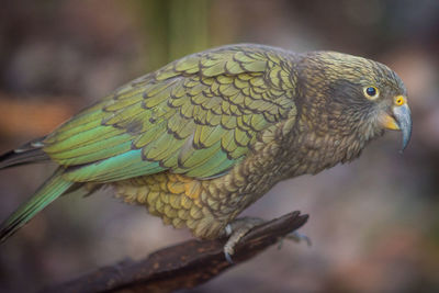 Side view of kea perching on branch