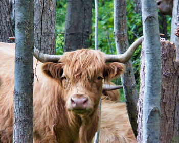 Cows in a farm