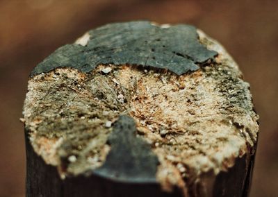 Close-up of ice cream on wood