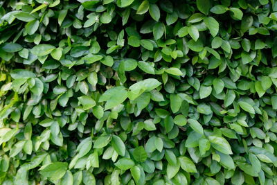 Full frame shot of ivy growing on plant