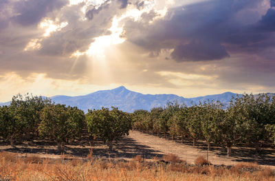 Orchard with a view of agua caliente mountains and aguila mountains in tucson, arizona.