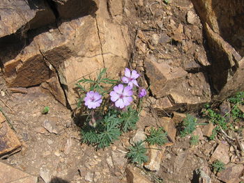 Close-up of flowers