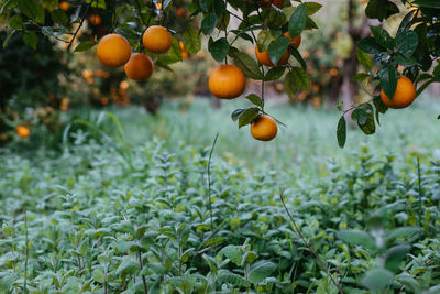 Fresh oranges in the tree