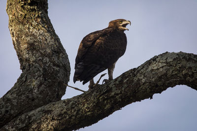 Low angle view of eagle perching on tree against sky