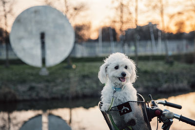 Dog white in bicycle basket. nelsonmandelpark amsterdam.