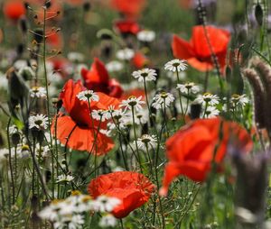 Close-up of red poppy flowers in field