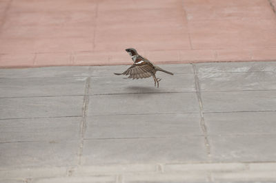 Side view of a bird on the wall