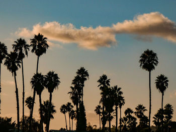 Low angle view of coconut palm trees against sky during sunset