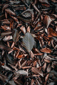 Full frame shot of dry leaves