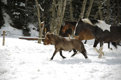 Horse running on snow field