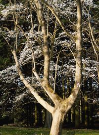 Trees in grass