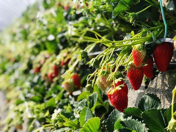 Close-up of red berries growing on plant