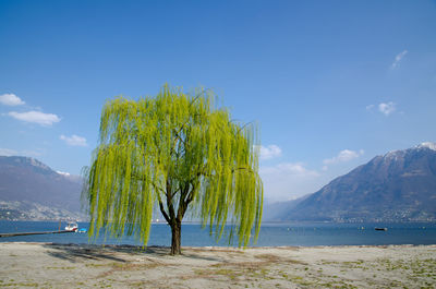 Scenic view of sea against blue sky