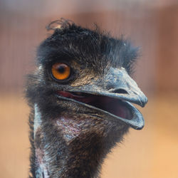 Close-up portrait of a bird