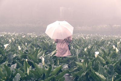 Rear view of woman with umbrella standing on field