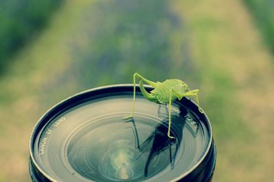 Close-up of grasshopper on lens