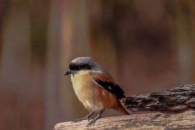 Close-up of bird perching on wood