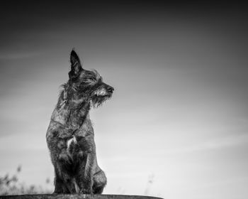 Low angle view of dog sitting against sky