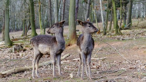 Deer in a forest