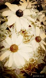 Close-up of white flowers