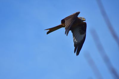 Low angle view of red kite flying against blue sky 