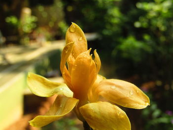 Close-up of yellow flower