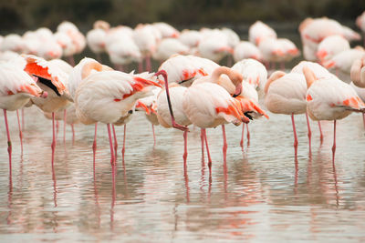 Flamingos in the camarque in southern france, wildlife provence