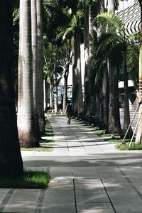 People walking on footpath by palm trees