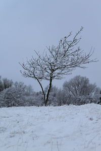 Bare tree on snow covered landscape against clear sky