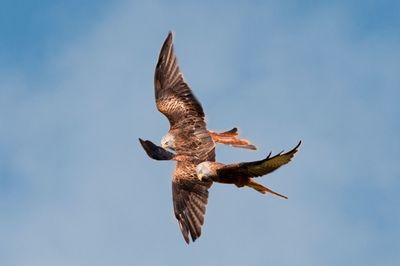 Low angle view of eagle flying against clear sky