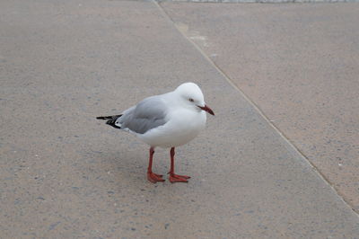Close-up of seagull on road