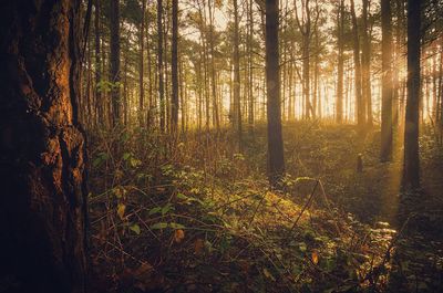 Sunlight streaming through trees in forest