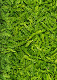 Fresh picked green spruce shoots. nature background. full frame shot of pine tree.