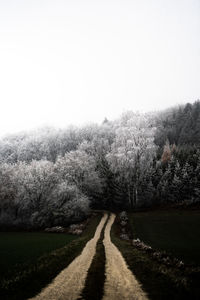 Scenic view of road amidst trees against clear sky
