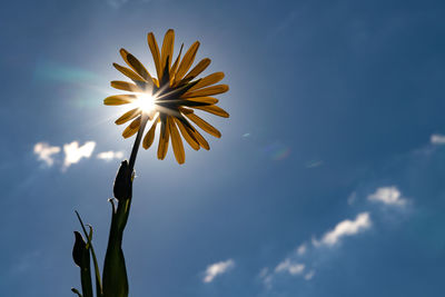 Low angle view of flowering plant against sky