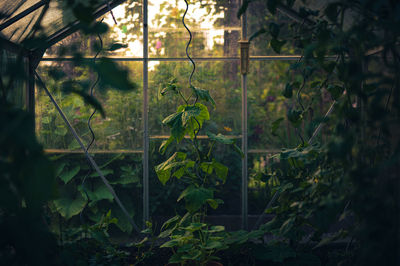 Plants seen through window