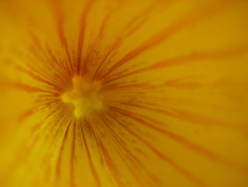 Full frame shot of yellow flower