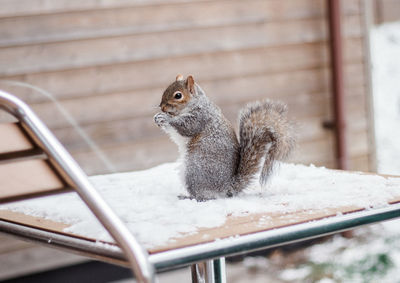 Close-up of squirrel on railing