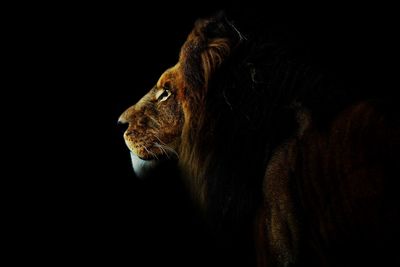 Lion in the dark