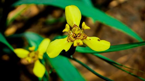 Close-up of yellow flowering plant