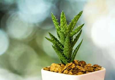 Aloe succulent plant, freshness leaves with the thorn of tiger tooth aloe in the ceramic pot