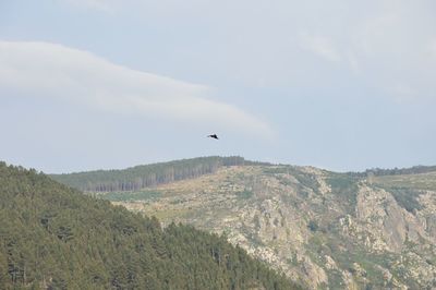 View of bird flying over land