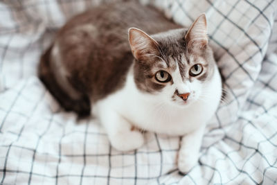 High angle portrait of cat relaxing on floor