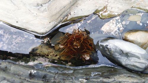 Rocks in sea