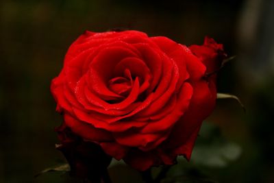 Close-up of red rose