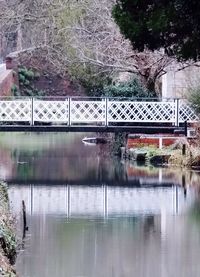 Reflection of trees in water