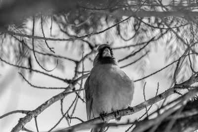 Close-up of bird perching on branch
