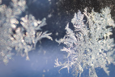 Full frame shot of frozen plants