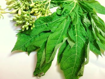 High angle view of green leaves on table