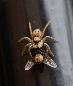 Close-up of spider